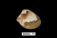 藏品(銀錦蛤)的圖片